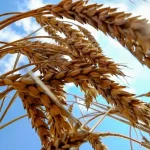 عضو شورای قیمت‌گذاری، نرخ خرید تضمینی گندم را اعلام کرد / قیمتی متناسب با نرخ تورم؟