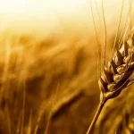 قیمت مناسب برای خرید تضمینی گندم چقدر است؟ / تکلیف گندمکاران، چهارشنبه مشخص می‌شود؟