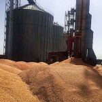ماجرای وجود ذرت فاسد و رفت‌وبرگشت‌های رسانه‌ای + جزئیات