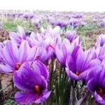 افزایش ۱۰ درصدی سطح زیرکشت زعفران در استان یزد
