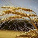 مهر به پایان رسید و قیمت گندم اعلام نشد / تاخیر 4 ماهه در اعلام نرخ مصوب