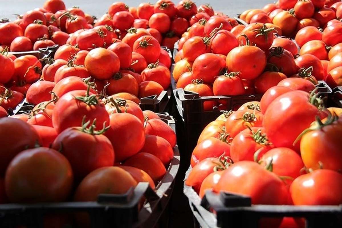 گوجه فرنگی کمیاب شد/ ماجرا چیست؟