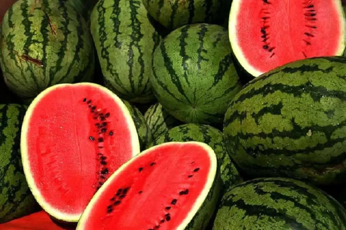 ۱۷۰ هزار تن هندوانه برای شب یلدا عرضه می‌شود