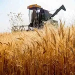 قیمت گندم 2 هزار تومان کاهش یافت / در نرخ خرید تضمیمنی تجدیدنظر می‌شود؟