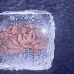 دانشمندان چینی با ترکیب شیمیایی جدید مغز منجمد ۱۸ ماهه را دوباره احیا کردند