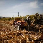 چین کشاورزان را زیر پر و بال خود گرفت