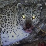 مستند , سینما , تلویزیون ,