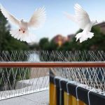 شاخک پرنده پران؛ راهکاری موثر برای جلوگیری از تجمع پرندگان روی ساختمان‌ها