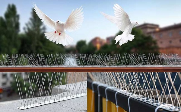 شاخک پرنده پران؛ راهکاری موثر برای جلوگیری از تجمع پرندگان روی ساختمان‌ها