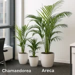 تفاوت نخل اریکا، نخل شامادورا و نخل کنتی